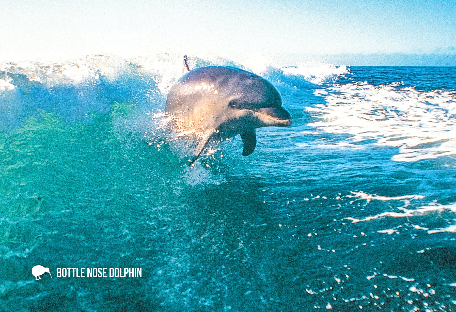 SGI492 - Bottle Nose Dolphin (Tursiops Truncatus) - Small P