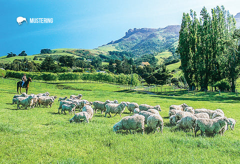 LQT134 - Sheep Grazing Beside Lake Hayes - Large Postcard