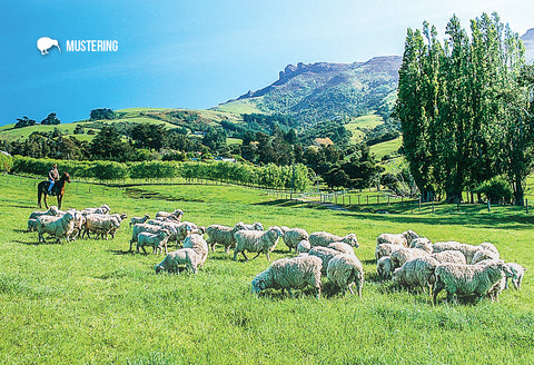 SGI498 - Mustering Sheep