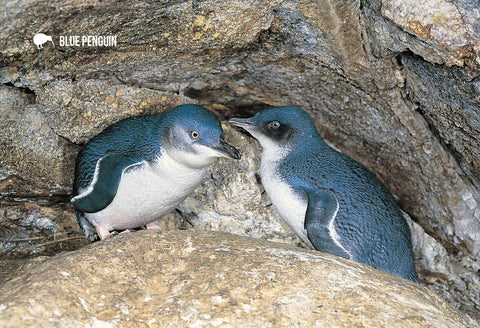 SGI499 - Little Blue Penguin - Small Postcard - Postcards NZ Ltd