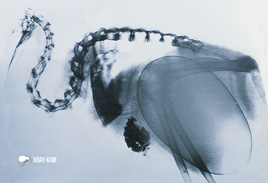 SGI503 - Xray Kiwi - Small Postcard