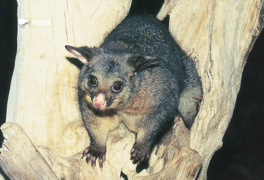 SGI505 - Possum - Small Postcard