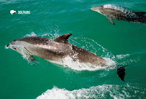 SGI506 - Dolphins - Small Postcard - Postcards NZ Ltd