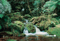 SGI507 - Bush Scene - Small Postcard - Postcards NZ Ltd