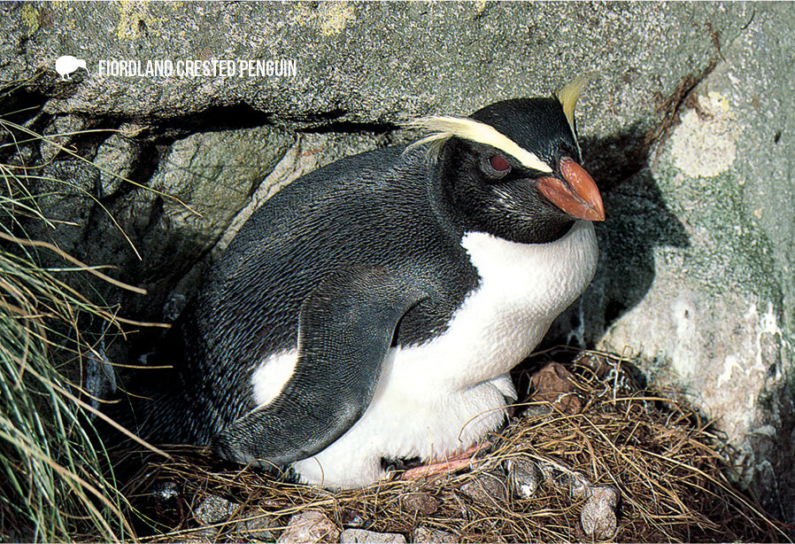 SGI508 - Fiordland Crested Penguin - Small Postcard