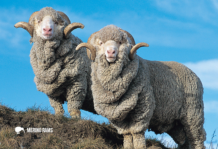SGI509 - Merino Rams - Small Postcard