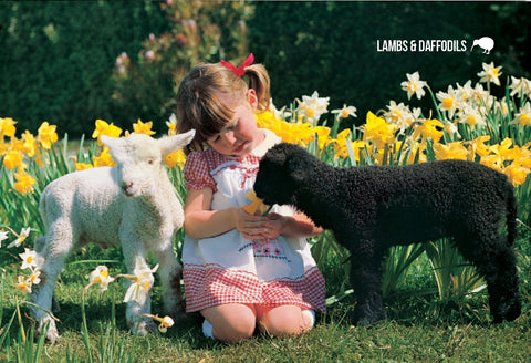 SGI510 - Lambs & Daffodils  - Small Postcard - Postcards NZ Ltd