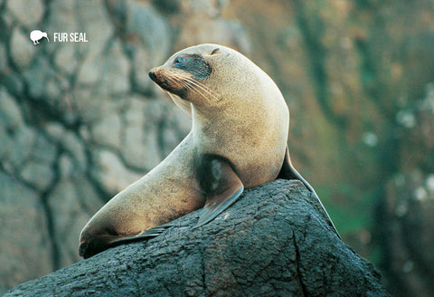 SGI511 - Nz Fur Seal - Small Postcard - Postcards NZ Ltd