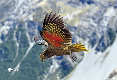 LGI075 - Kea, Mountain Parrot - Large Postcard