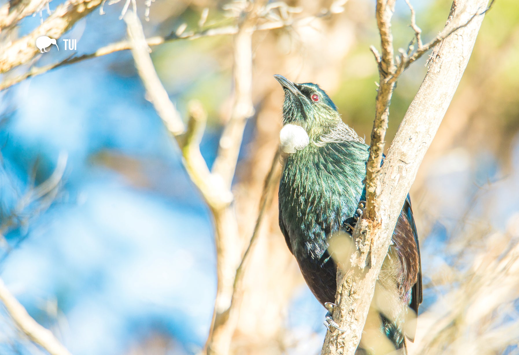 SGI521 - Tui - Small Postcard