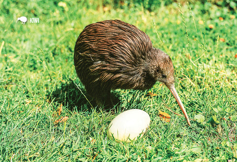 SGI524 - Kiwi & Egg - Small Postcard - Postcards NZ Ltd
