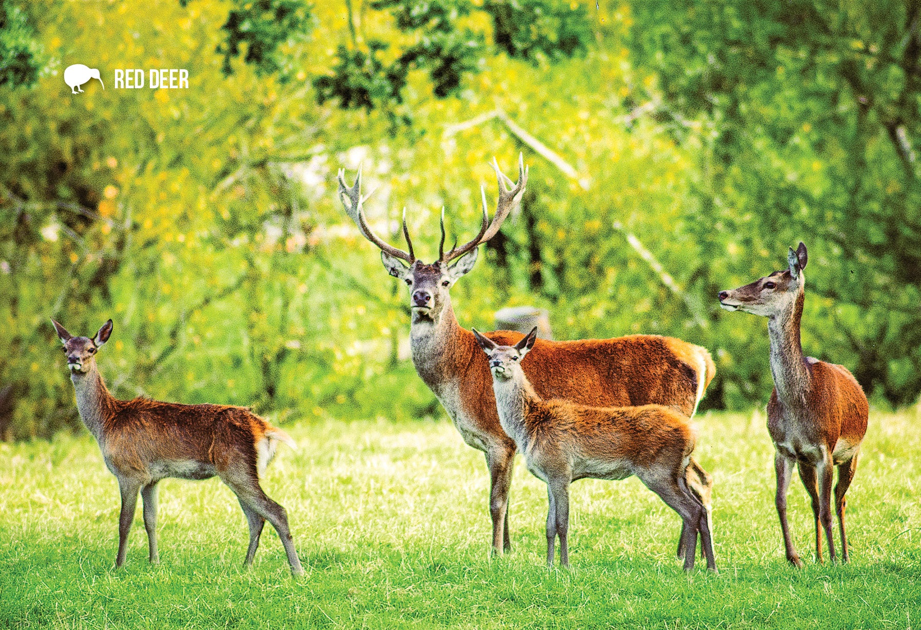 SGI526 - Red Deer - Small Postcard