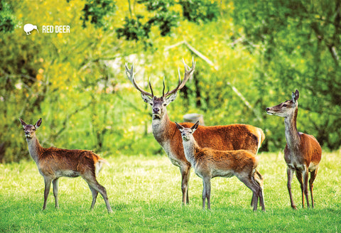 SGI526 - Red Deer - Small Postcard - Postcards NZ Ltd