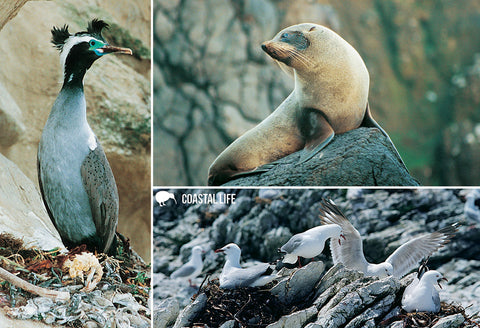 SGI528 - Seals & Gulls Multi - Small Postcard - Postcards NZ Ltd