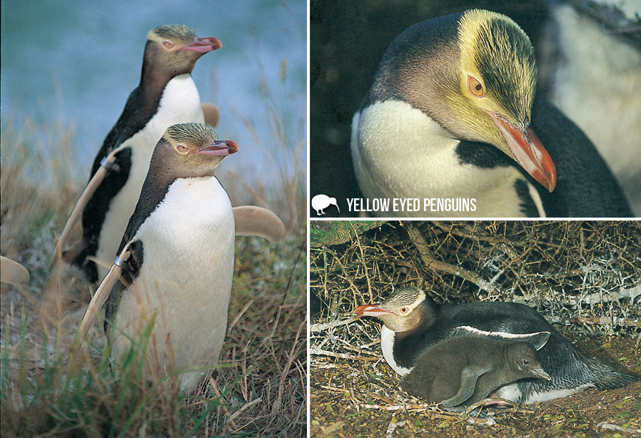 SGI532 - Yellow Eyed Penguin - Small Postcard
