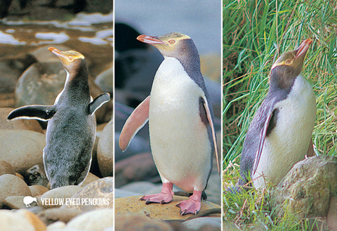 SGI494 - Yellow Eyed Penguin and Chick - Small Postcard
