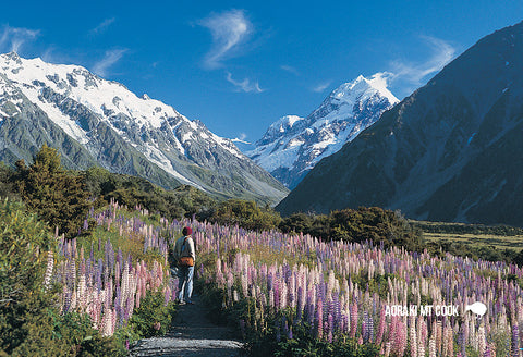 SMC341 - Mt Sefton And Lupins - Small Postcard