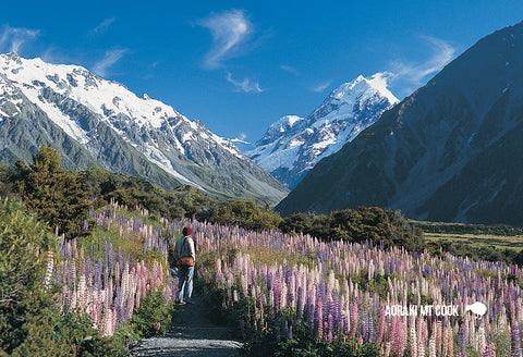 SMC343 - Mt Cook & Lupins - Small Postcard - Postcards NZ Ltd