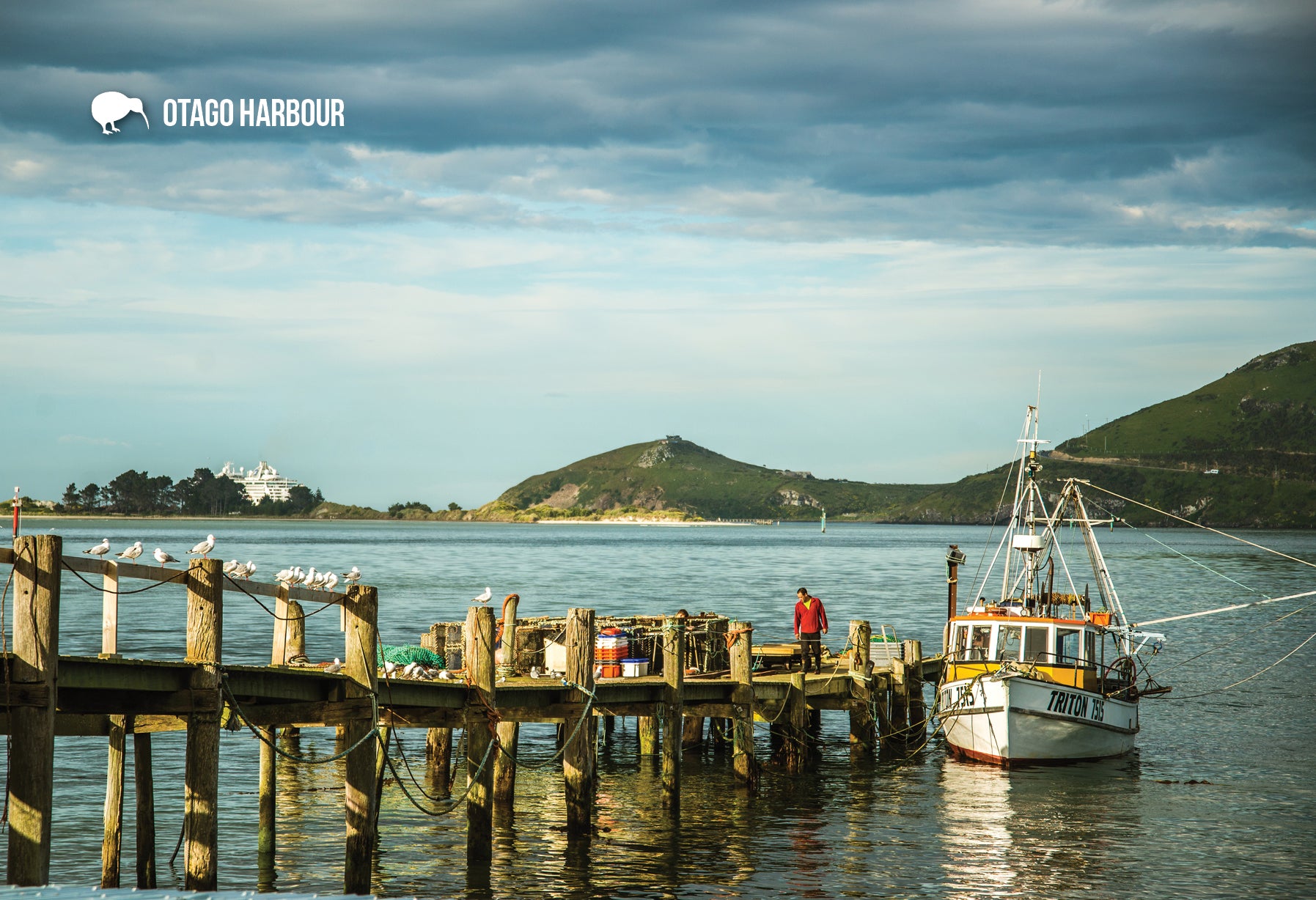 SOT7 - Taiaroa Head - Small Postcard