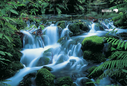 SRO243 - Fairy Springs, Rotorua - Small Postcard - Postcards NZ Ltd