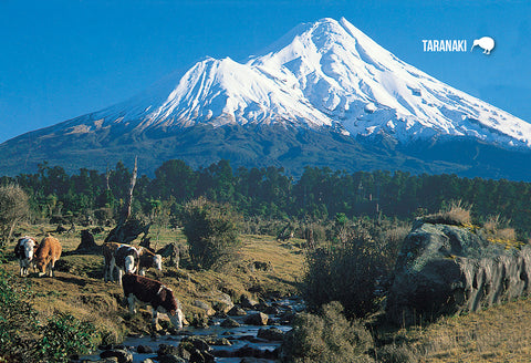 STA921 - Mt Taranaki and Grazing Cattle - Small Postcard