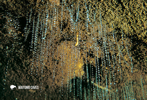 LWC160 - Glow-Worm Threads, Waitomo Caves - Large Postcard