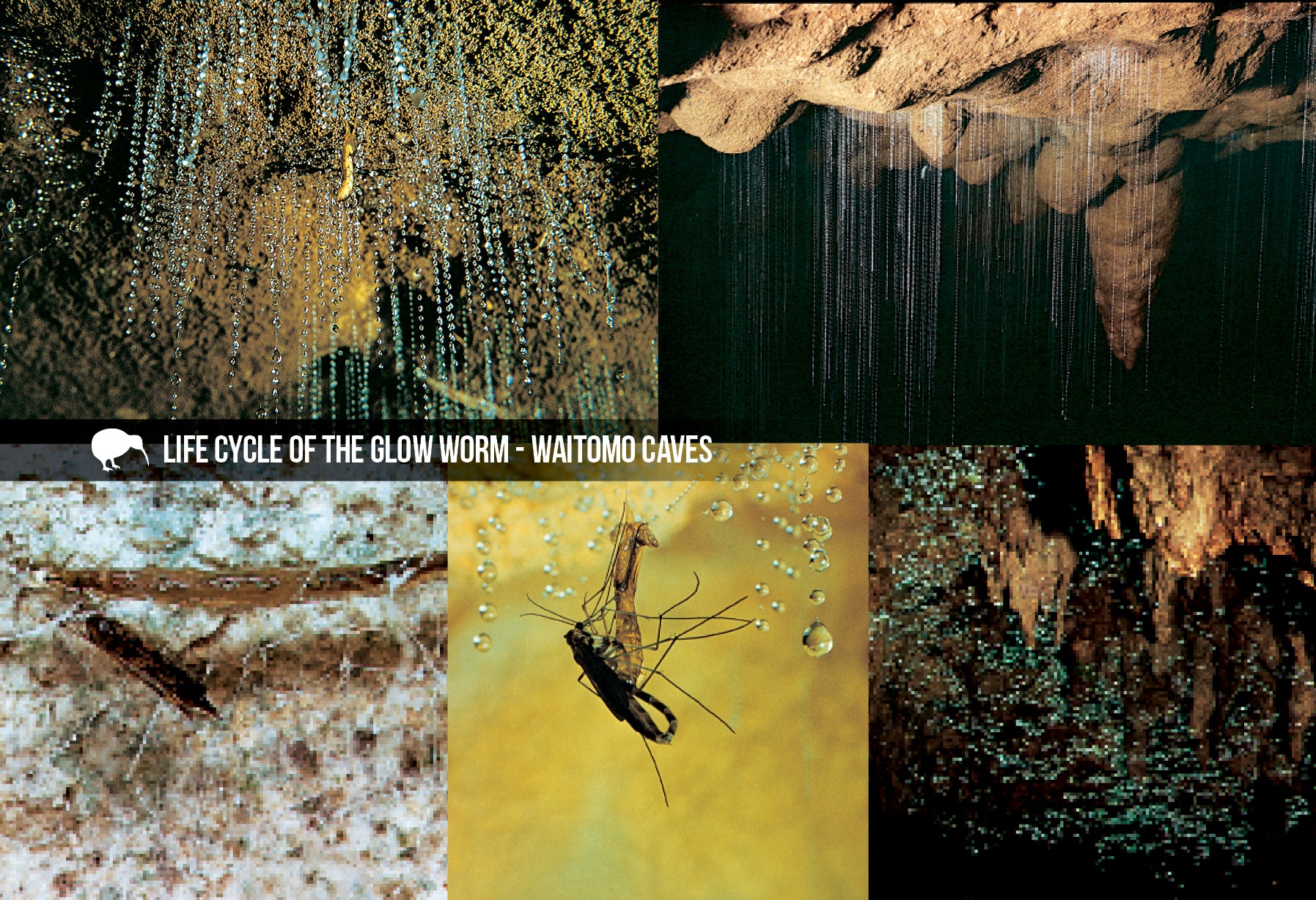 SWC968 - Glow-Worm Life Cycle - Small Postcard