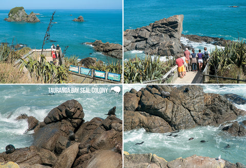 SWE1098 - Tauranga Bay Seal Colony - Small Postcard - Postcards NZ Ltd