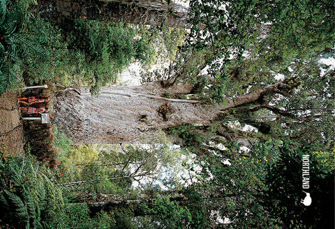 SNO680 - Kauri Tree, Waipoua - Small Postcard - Postcards NZ Ltd