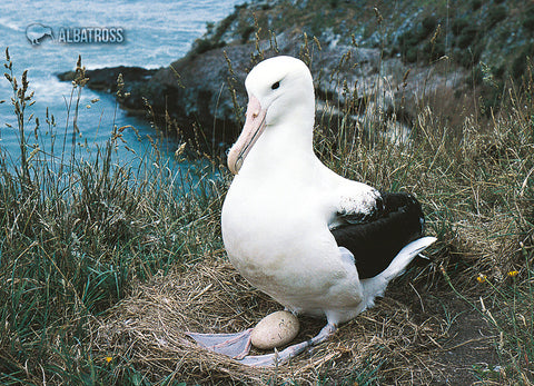 SDN1102 - Albatross and Chick - Small Postcard
