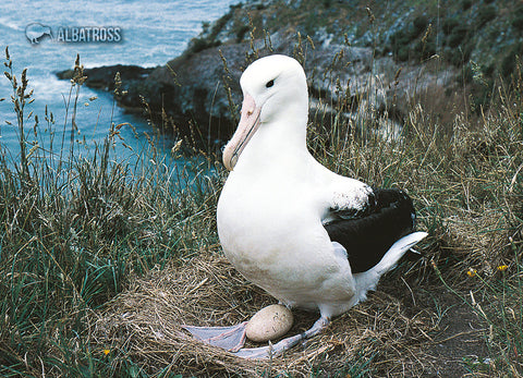 SGI1103 - NZ Native Birds - Small Postcard