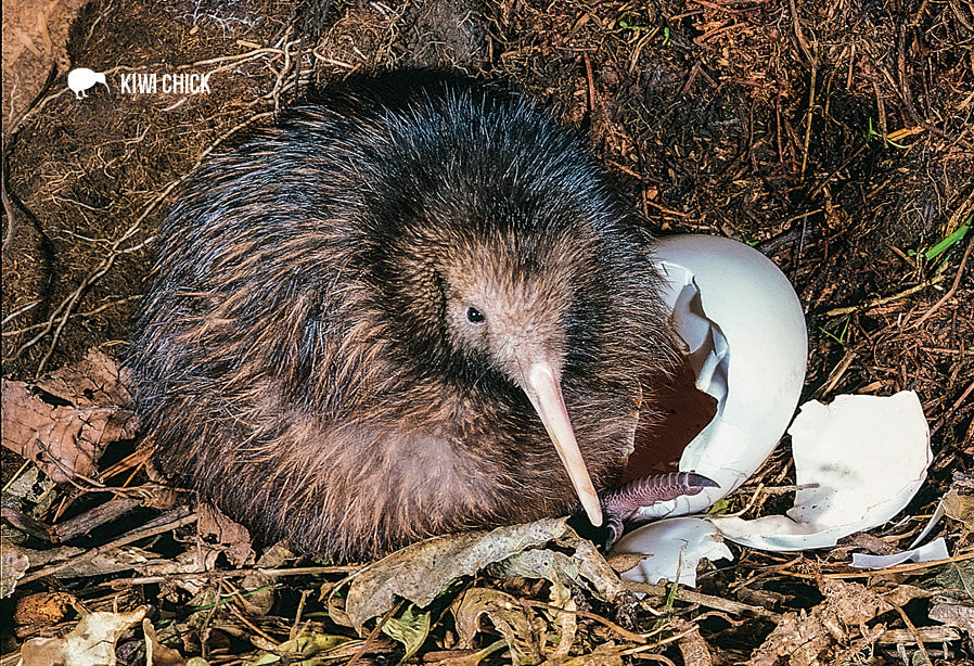 SGI486 - Baby Kiwi And Egg - Small Postcard
