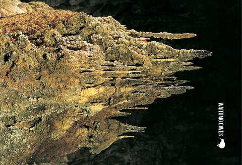 SWC954 - Entrance To Ruakuri Cave - Small Postcard