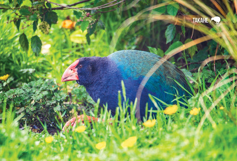 SFI37 - Nz Takahe, Te Anau - Small Postcard - Postcards NZ Ltd