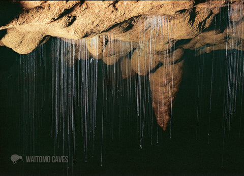 LWC160 - Glow-Worm Threads, Waitomo Caves - Large Postcard - Postcards NZ Ltd