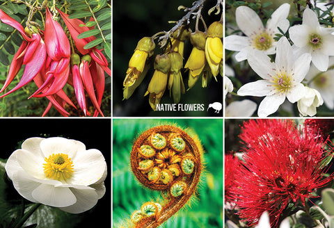SGI500 - New Zealand Native Flowers - Small Postcard - Postcards NZ Ltd