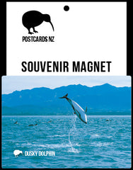 MCA285 - Dusky Dolphin - Magnet - Postcards NZ Ltd
