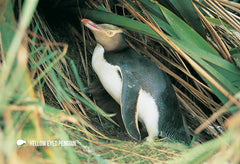 SGI494 - Yellow Eyed Penguin and Chick - Small Postcard - Postcards NZ Ltd