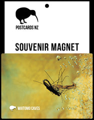 MWC244 - Glow Worm Fly - Magnet - Postcards NZ Ltd