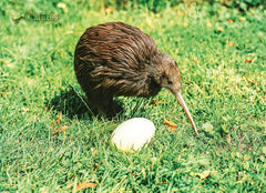 LGI069 - Kiwi And Egg - Postcards NZ Ltd