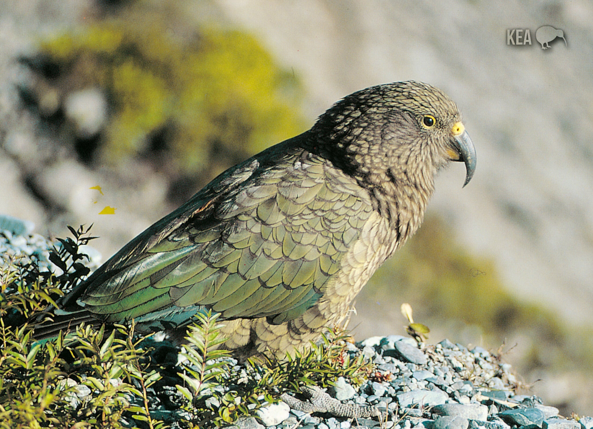 LGI075 - Kea, Mountain Parrot - Large Postcard - Postcards NZ Ltd