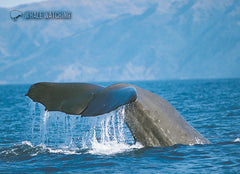LGI077 - Whales - Large Postcard - Postcards NZ Ltd