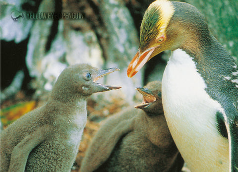 LGI079 - Yellow Eyed Penguin & Chicks - Large Postcard - Postcards NZ Ltd