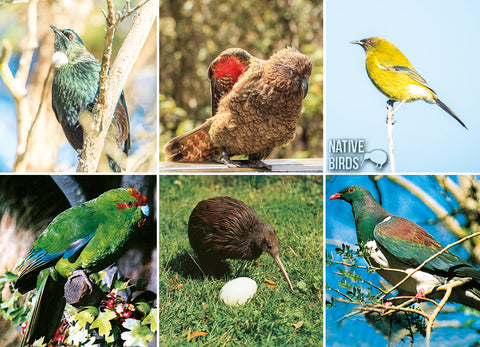 LGI083 - Native Birds - Large Postcard - Postcards NZ Ltd