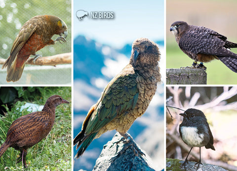 SGI1112 - Birds of Fiordland - Small Postcard