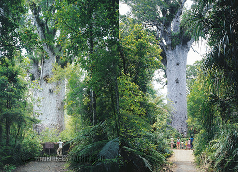 LNO109 - Kauri Trees - Large Postcard - Postcards NZ Ltd