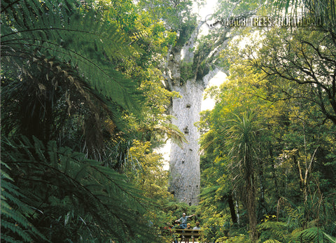 LNO110 - `Tane Mahuta' Kauri Tree - Large Postcard - Postcards NZ Ltd