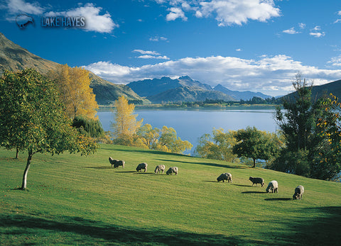 LQT134 - Sheep Grazing Beside Lake Hayes - Large Postcard - Postcards NZ Ltd