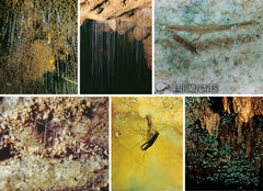 LWC161 - Waitomo Caves Life Cycle - Multi - Large Postcard - Postcards NZ Ltd