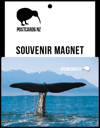MCA138 - Sperm Whale - Magnet - Postcards NZ Ltd